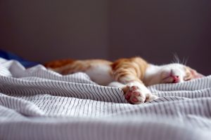 Oranssi-valkoinen kissa makaa kyljellään sängyllä.
