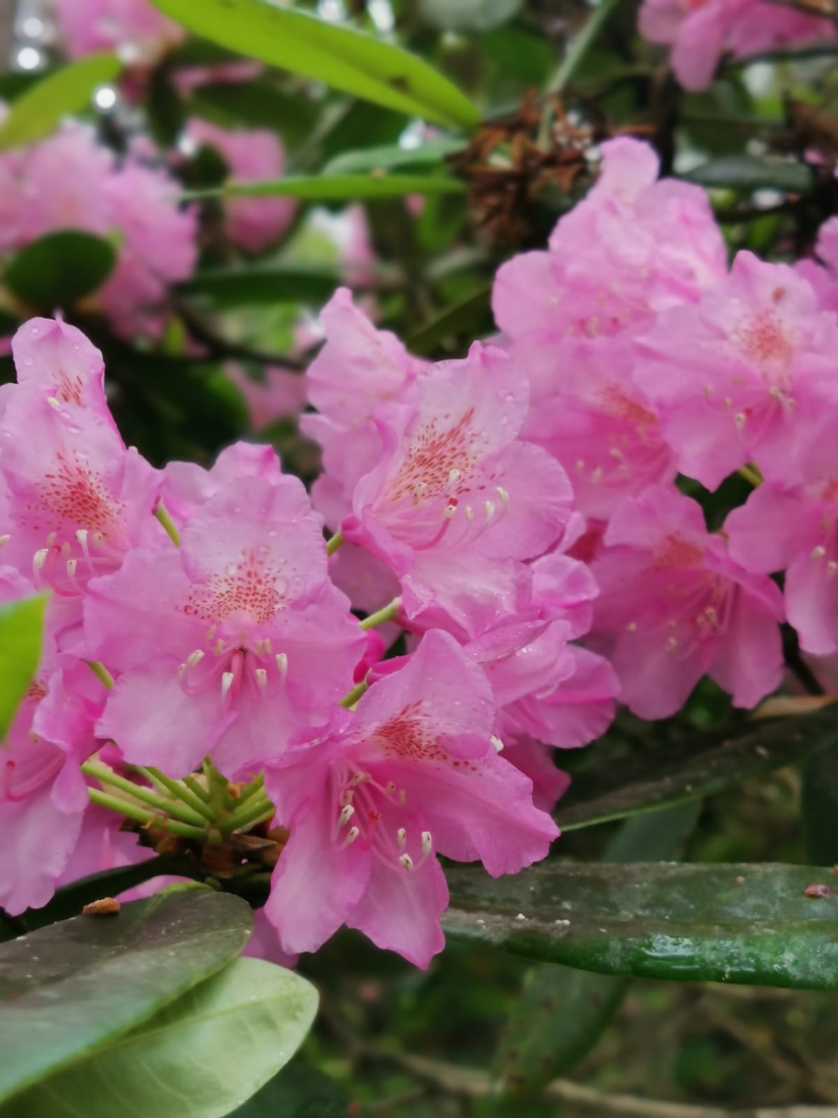 Kes n Aukioloajat Colores